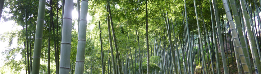 Bambuswald, Foto: Christoph Tönges, CONBAM