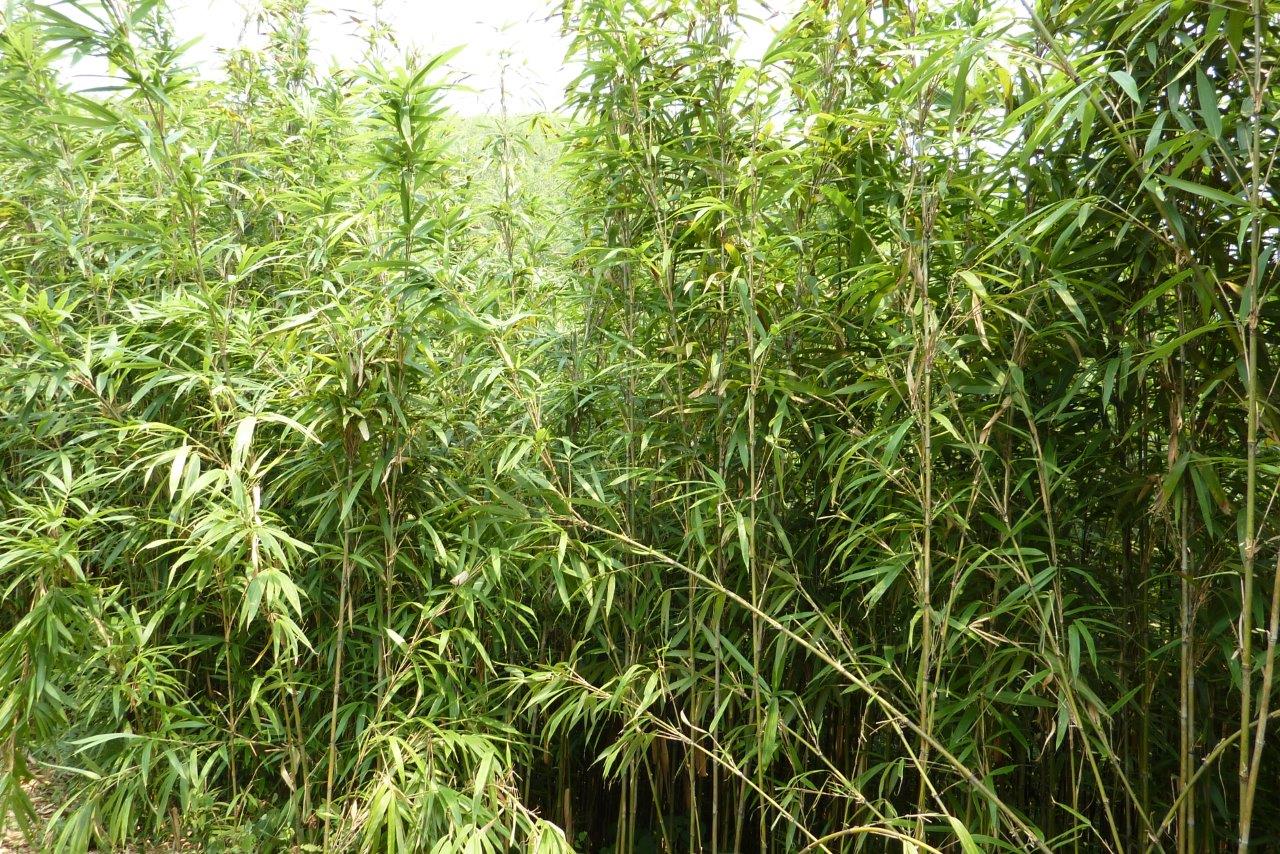 Bambus ist legales Gras_CONBAM