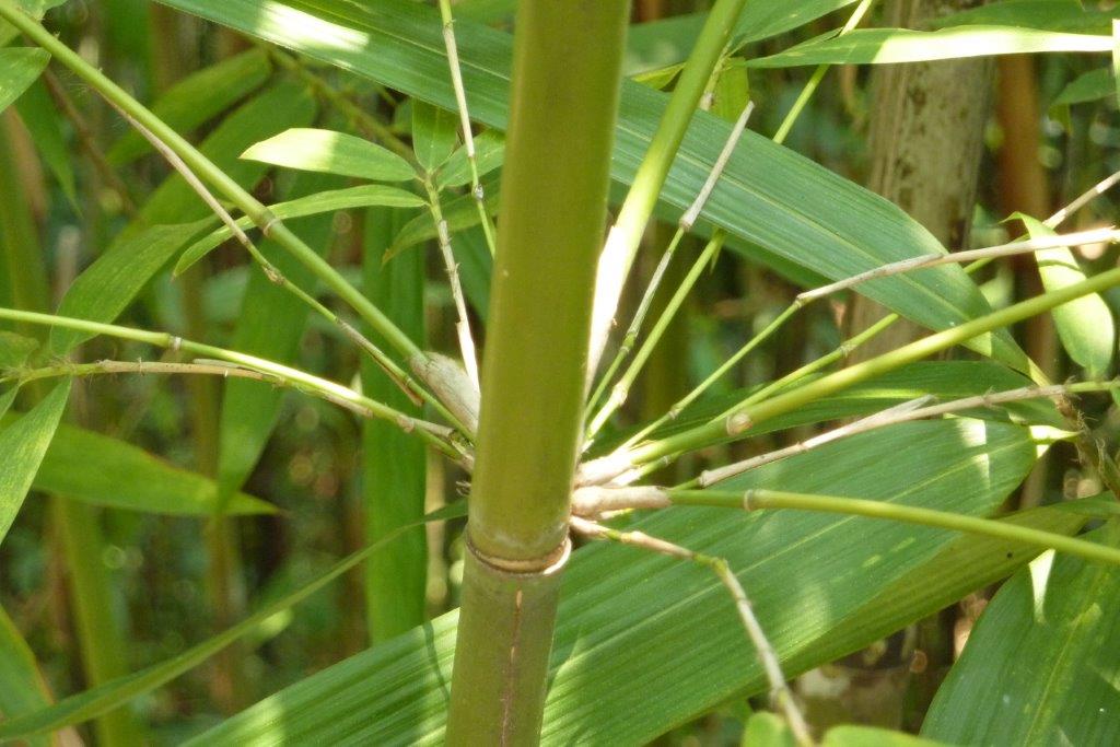 Tonkin Bambusstab im Wald CONBAM
