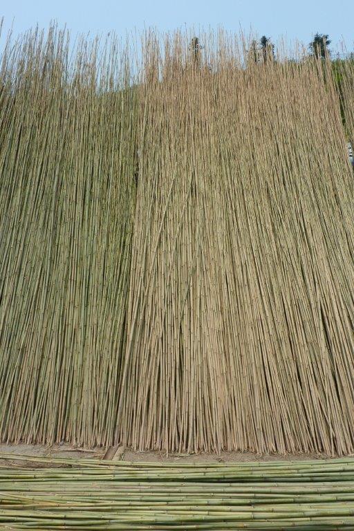 Tonkin Bambusstaebe Trocknung CONBAM Bambus günstig kaufen