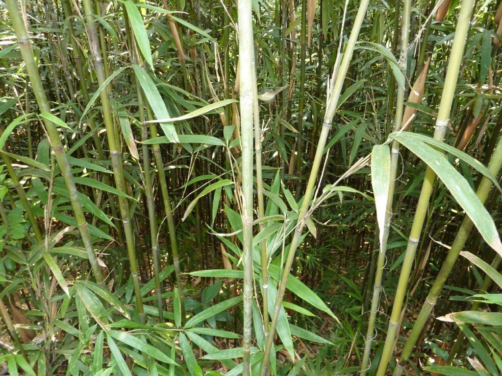 Tonkin Bambusstange gruen CONBAM