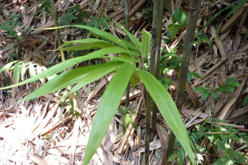 grüne Bambusblätter von Tonkin Bambusstange CONBAM Bambushandel