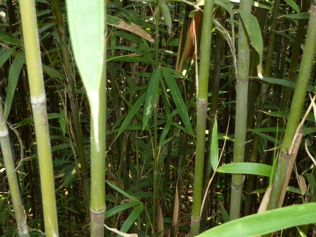 grüne Tonkin Bambusstäbe CONBAM Import Export