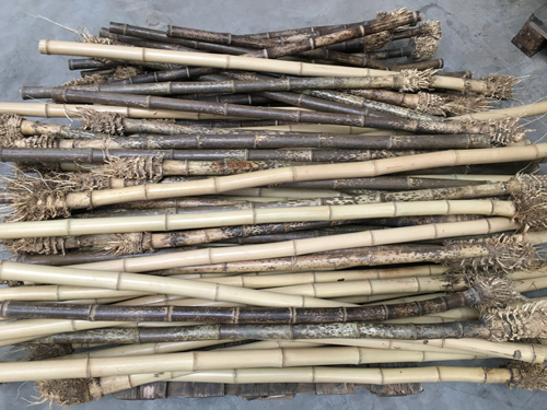 Bambusrohr-mit-Wurzel--und-Rhizomansatz CONBAM.jpg