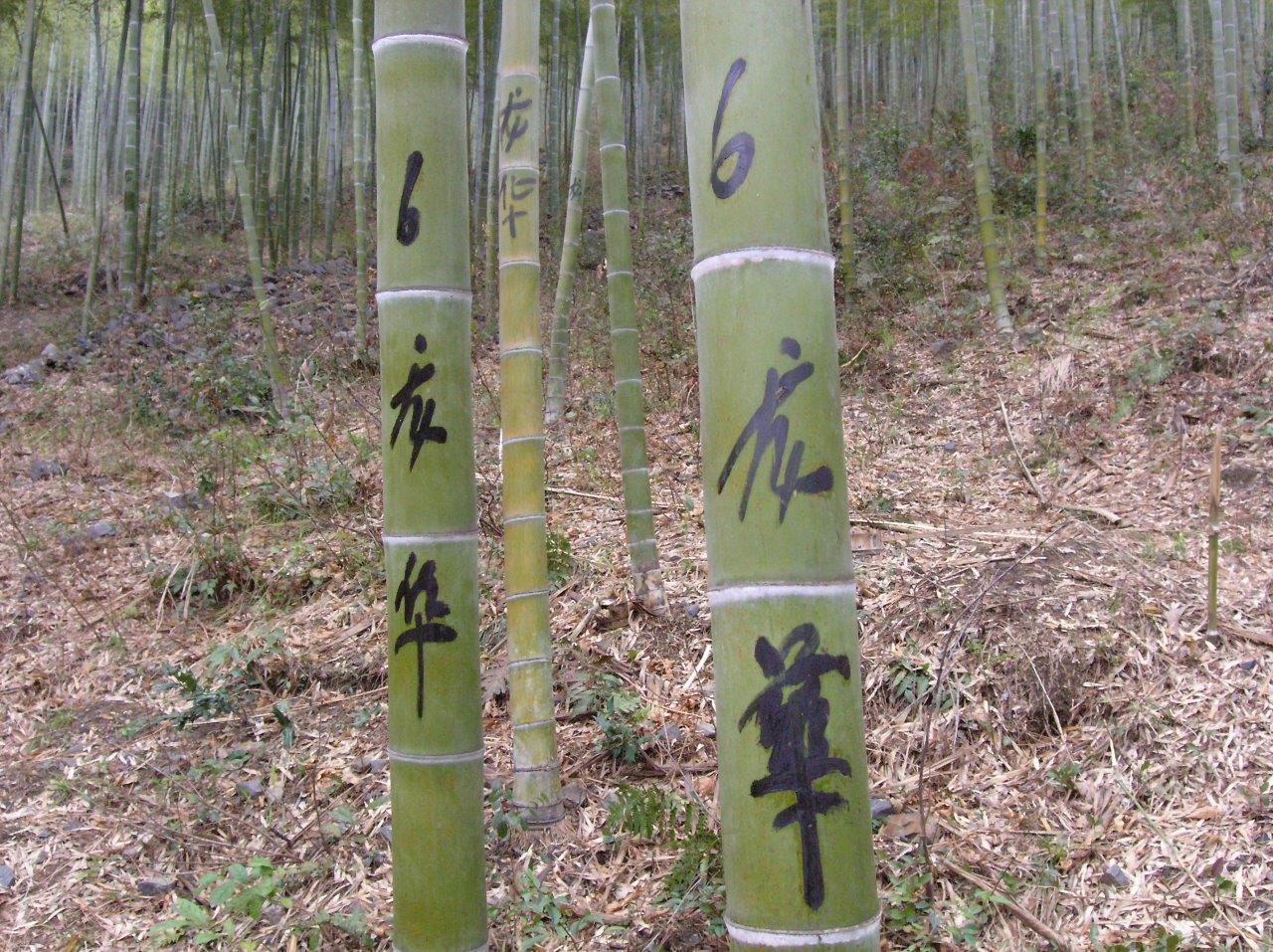 Bambusrohre mit Farmermarks im Wald CONBAM