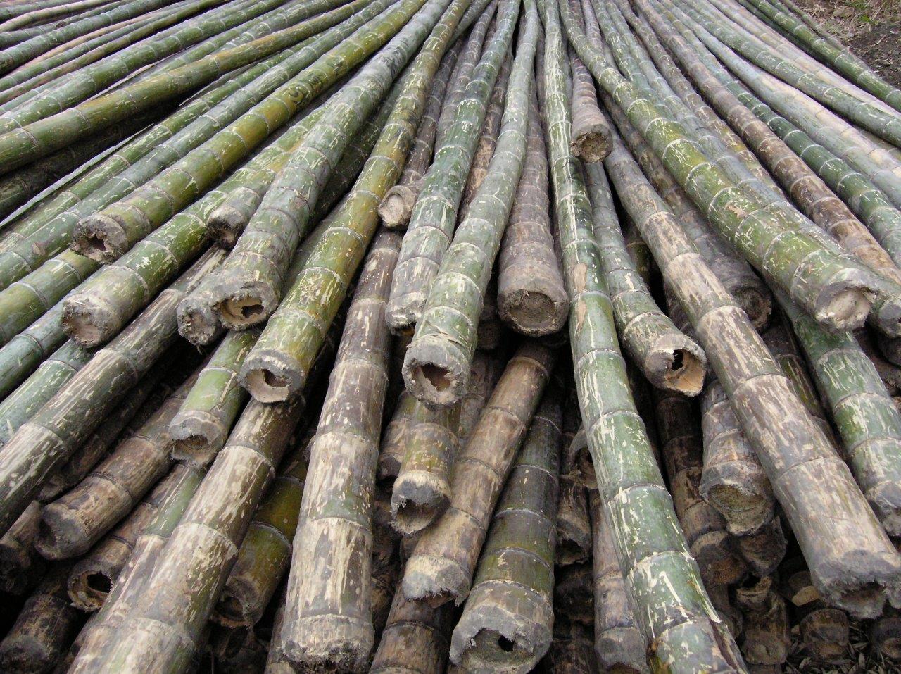 geerntete Bambusstäbe CONBAM