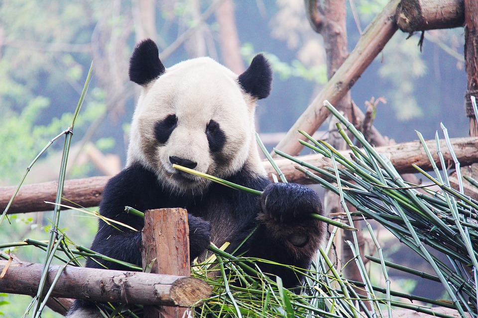 Panda frisst 30 kg Bambusstangen, Bambusrohre und Bambusstäbe pro Tag
