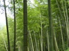 Bambus in China Moso