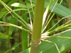 Bambus in China