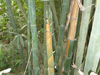 Bambus in China