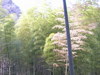 Bambus in Japan