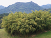 Bambus in Kolumbien Guadua