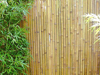 Moso Bambuszaun