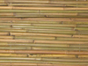 Tonkin Bambusrohr