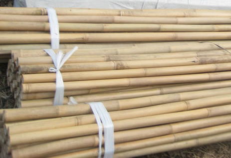 gelblich naturbelassen Bambusrohre Tonkin 3,5-4cm Durch Länge 300cm 