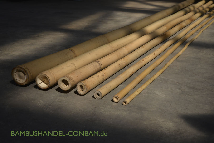 gelblich 15er Set Bambusrohre Tonkin Durch L/änge 240cm 1,6-1,8cm naturbelassen Bambus Rohr Bambus Latten farbige Bambusrohre Bamboo Bambus Halbschale Bambusstangen Bambusstab Rohre aus Bambus