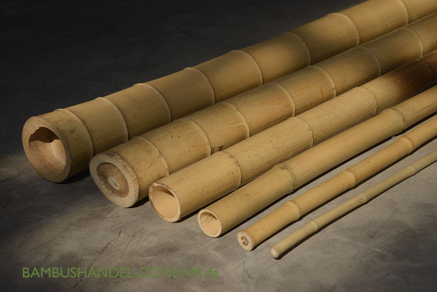 großes Sortiment an Bambusrohre und Rohre aus Bambus Bambus-Rohre Moso Natur hitzebehandelt Bambusstab 300cm gelbbraun Durch Bambus Bambus Rohr Bambus Latten farbige Bambusrohre Bamboo Bambus Halbschle Bambusstangen 10 bis 12cm 